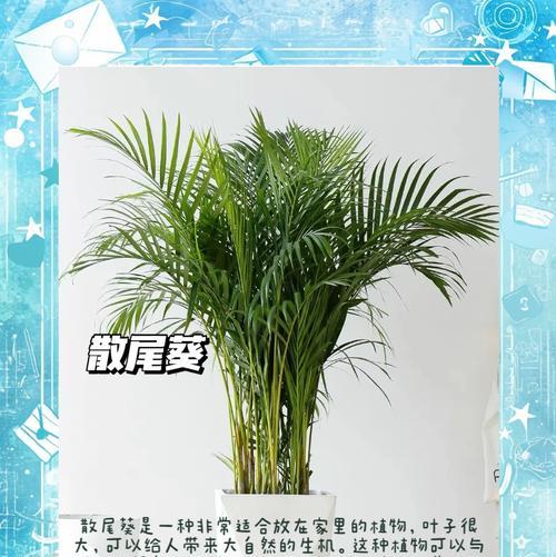 大空间房间适合哪些植物推荐？