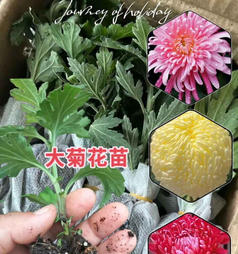 菊花绿化盆栽怎么养护好？需要注意哪些问题？