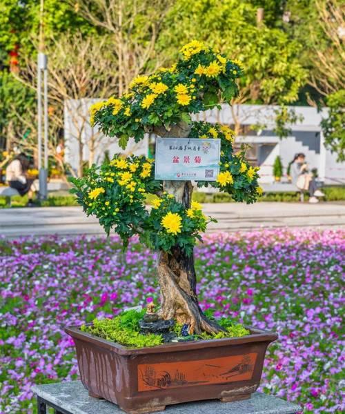 菊花绿化盆栽怎么养护好？需要注意哪些问题？