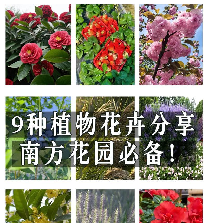 花卉种植通常指的是哪种苗？