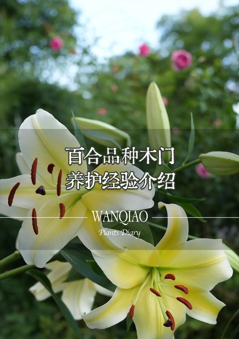 迎宾百合是什么花语？迎宾百合的寓意有哪些？