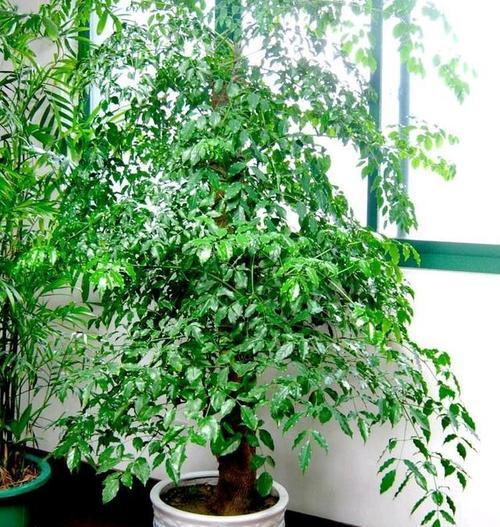 家中必备的15种花卉有哪些？这些花卉对家居环境有何益处？