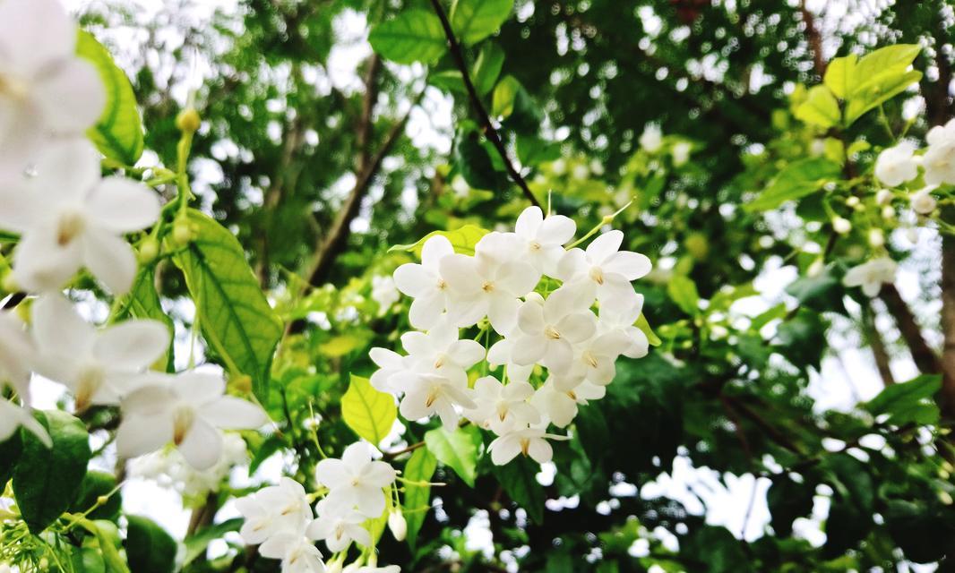 家中必备的15种花卉有哪些？这些花卉对家居环境有何益处？