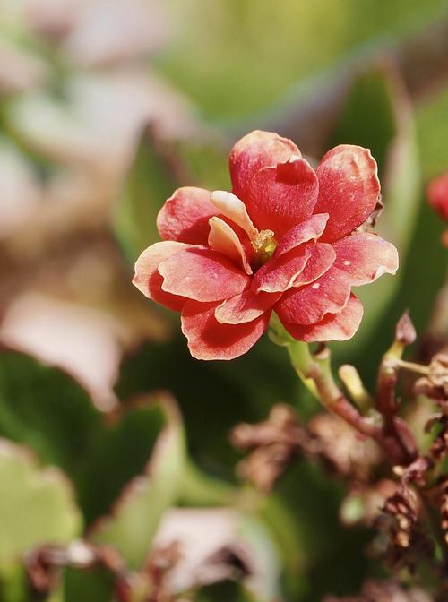 家中必备的15种花卉有哪些？这些花卉对家居环境有何益处？