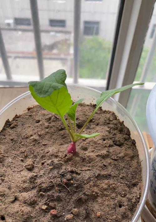 植物间苗面积的计算方法是什么？