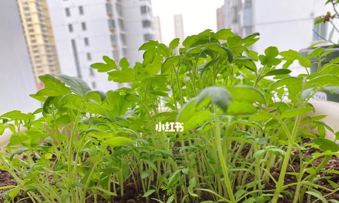植物间苗面积的计算方法是什么？