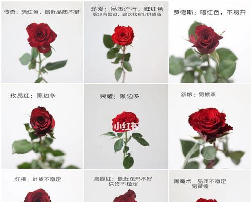 新娘唱玫瑰花的含义是什么？它代表了什么？