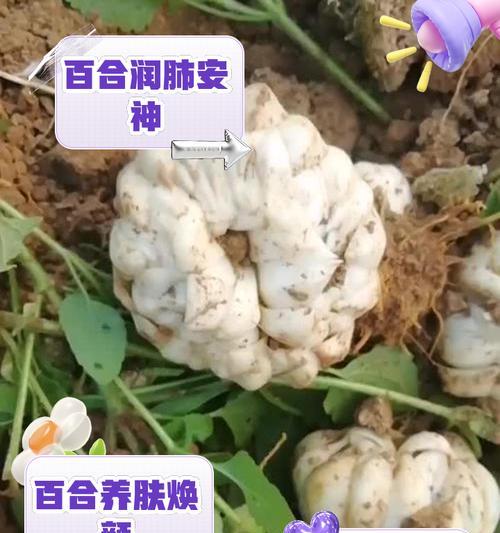 百合片搓碟是什么活动？有何特别之处？