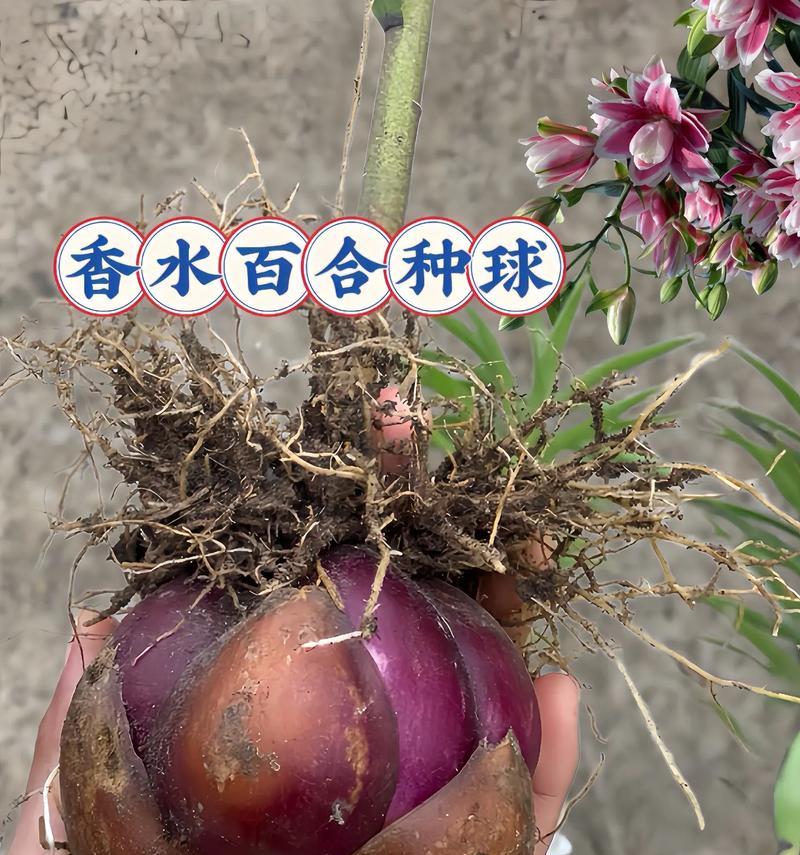 百合片搓碟是什么活动？有何特别之处？