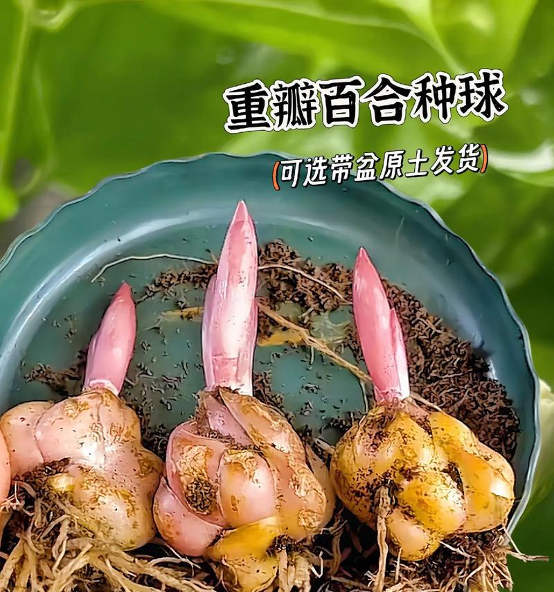百合片搓碟是什么活动？有何特别之处？
