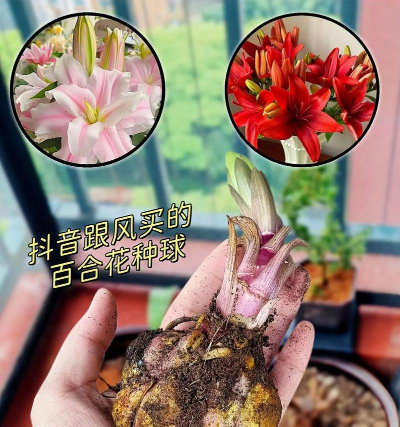 新安县百合花种植面积有多大？种植百合花的经济效益如何？