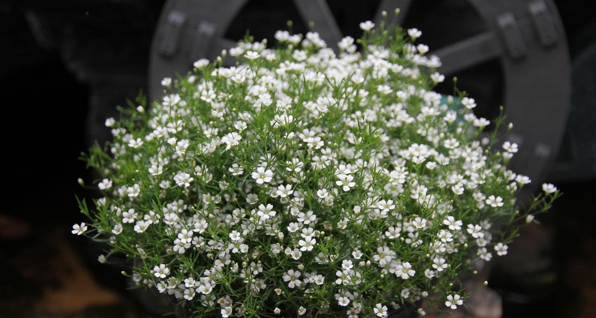 满天星的花语有哪些？各种满天星花语是什么？