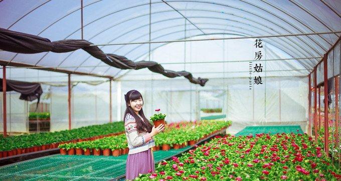 三圣怎么种植植物？有哪些步骤和技巧？