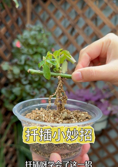 花卉扦插生根基质要求是什么？如何选择合适的基质？