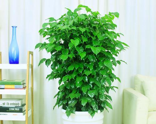 幸福树植物的绘画技巧是什么？如何画出其独特的美？