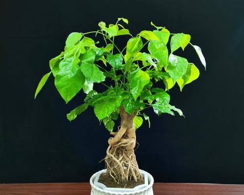 幸福树植物的绘画技巧是什么？如何画出其独特的美？