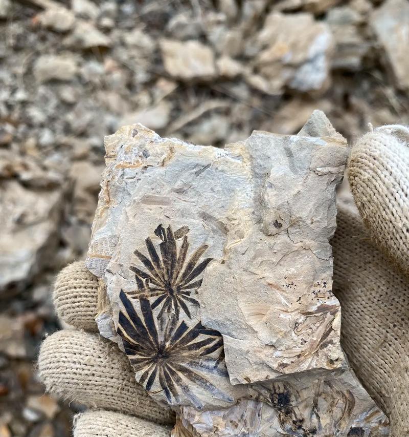 植物化石是怎么形成的？植物化石的形成过程有哪些特点？