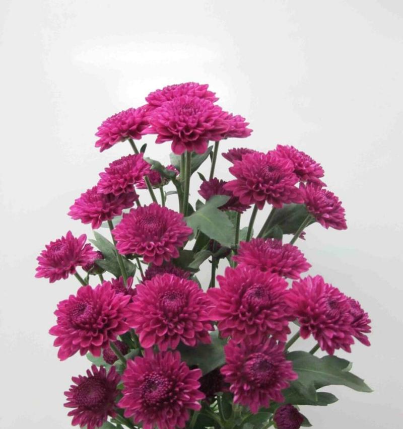 小雏菊的花语有哪些？