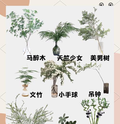 花卉水培推荐植物种类有哪些？水培植物有哪些优点？