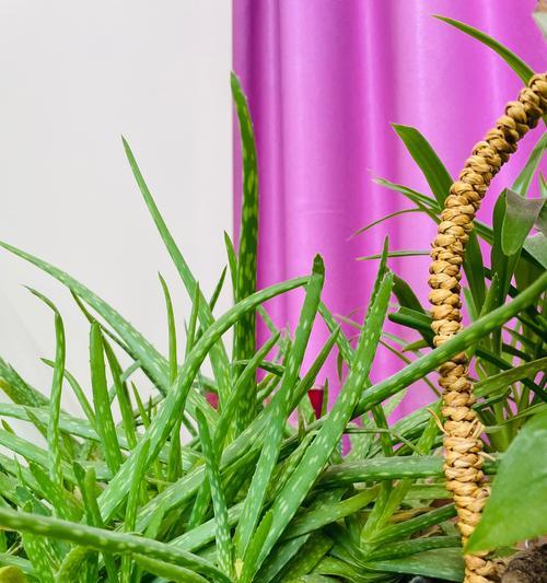 花卉水培推荐植物种类有哪些？水培植物有哪些优点？