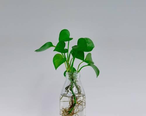 花卉水培推荐植物种类有哪些？水培植物有哪些优点？