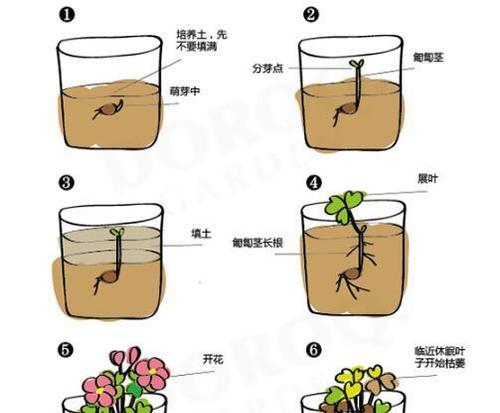 青花瓜子是什么花卉？它的种植和养护需要注意什么？