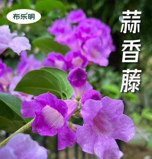 臭大蒜是一种什么花卉？它有什么特别之处？