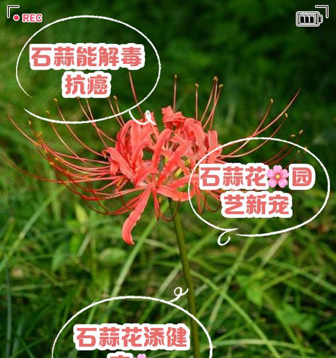 臭大蒜是一种什么花卉？它有什么特别之处？