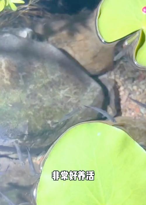 鱼池种什么植物？选择植物时应考虑哪些因素？