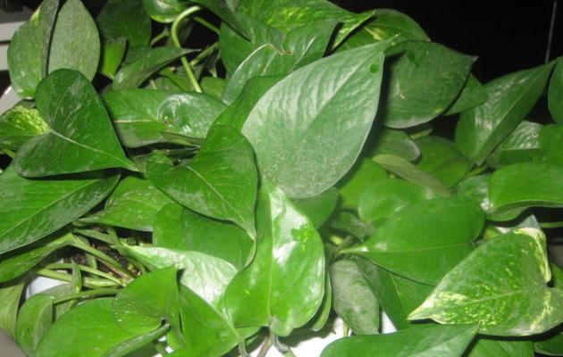 新装修家居适宜摆放哪些植物？