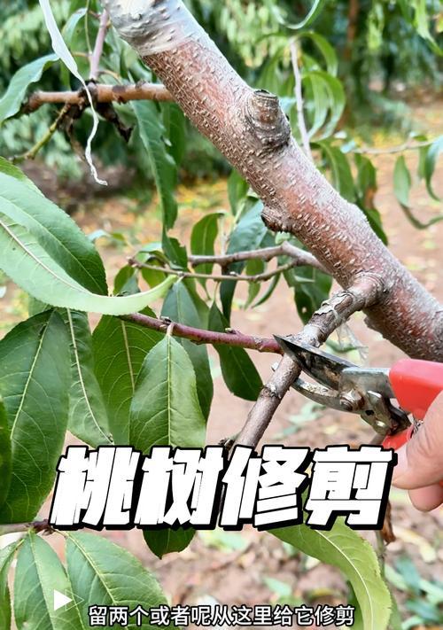 桃树爆芽嫁接的技巧和注意事项有哪些？