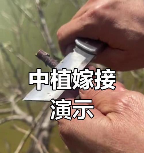 桃树爆芽嫁接的技巧和注意事项有哪些？