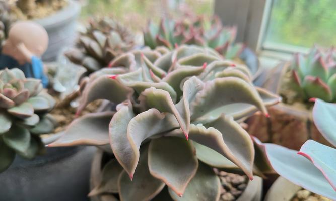 植物怎么样长？有哪些促进植物生长的技巧？