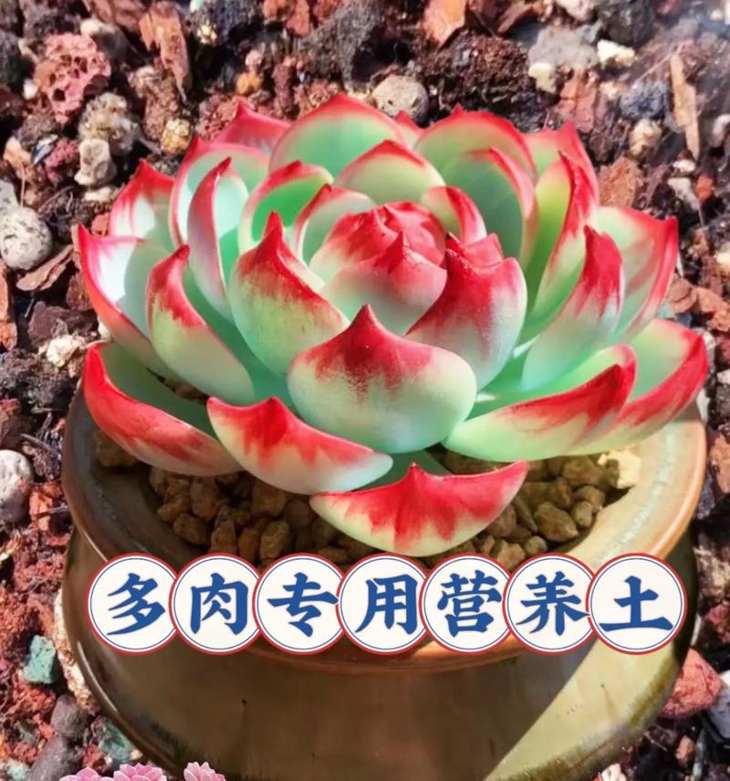 多肉植物营养土怎么用？使用过程中有哪些注意事项？