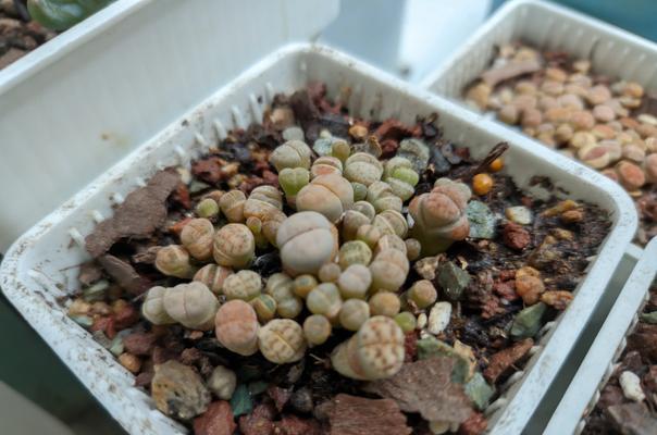 多肉植物营养土怎么用？使用过程中有哪些注意事项？