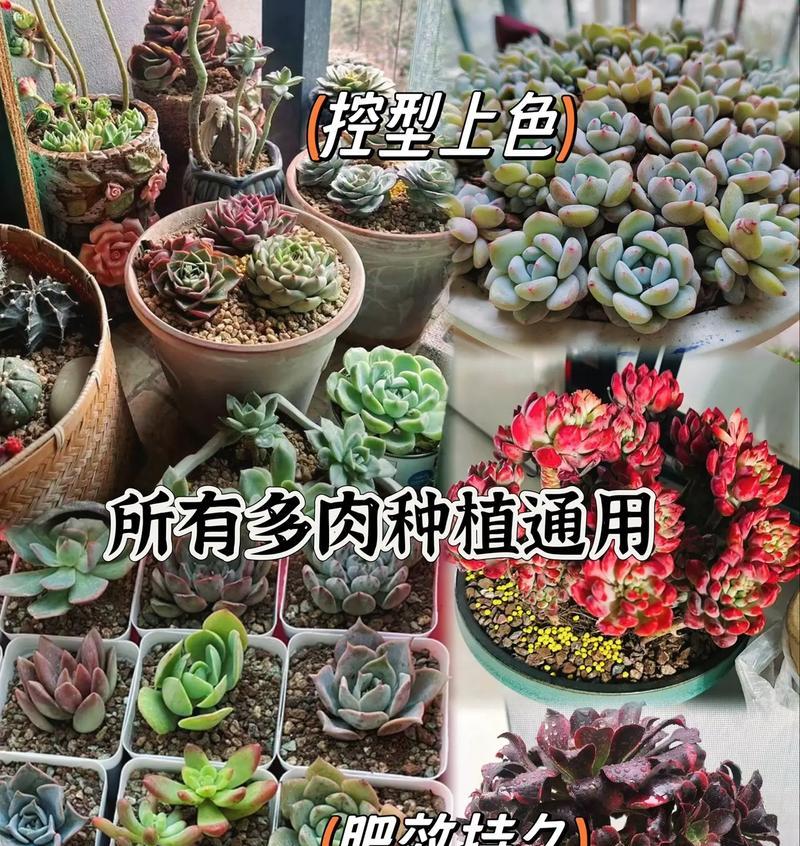 多肉植物营养土怎么用？使用过程中有哪些注意事项？