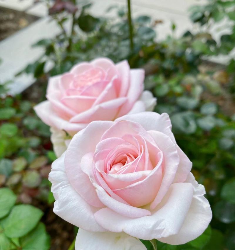 月季花语代表了什么？