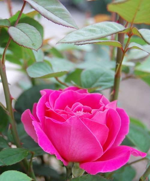 月季花语代表了什么？