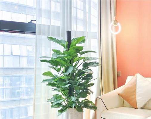 绿萝柱多久能长成大叶植物？绿萝柱的生长周期和养护方法？