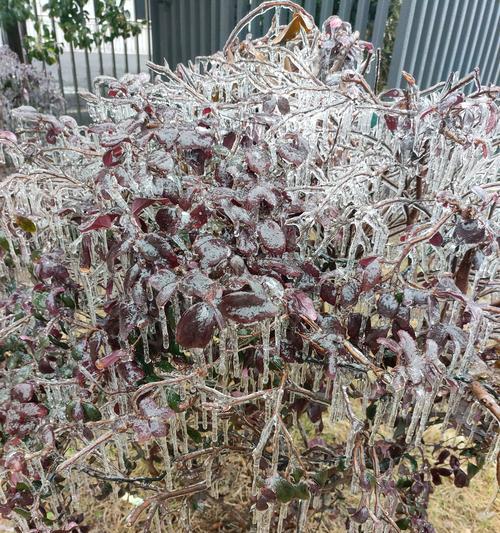 冻雨后植物如何处理和恢复？