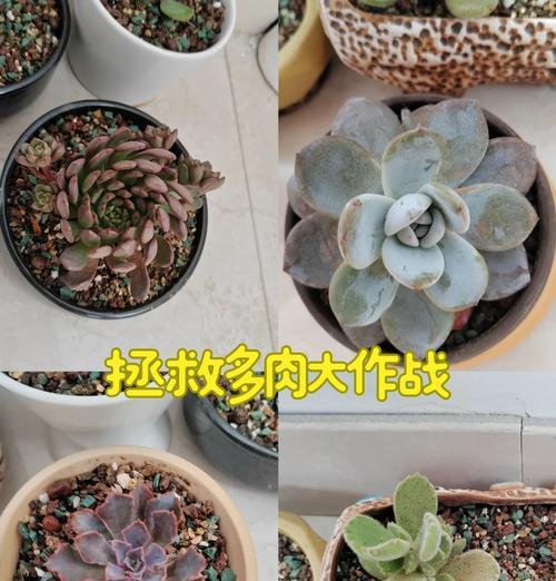 冻雨后植物如何处理和恢复？