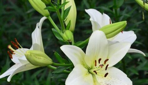 百合花象征爱情吗？百合花的象征意义是什么？