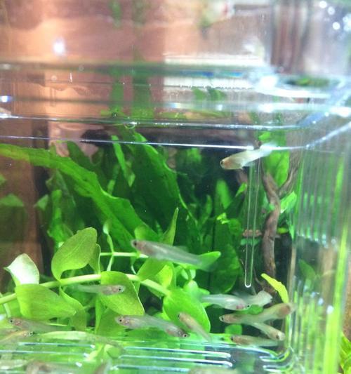 植物鱼是如何发出声音的？它们的发声机制是什么？