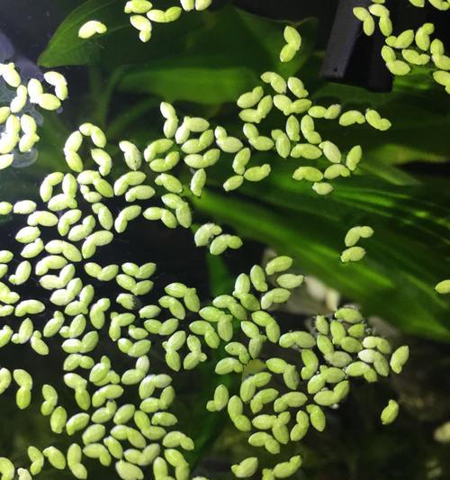 植物鱼是如何发出声音的？它们的发声机制是什么？