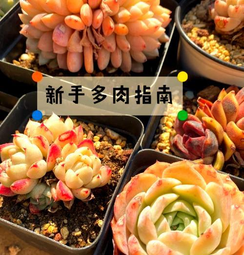 什么多肉植物好看？如何选择适合的品种？