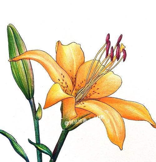 黄色百合花杯子的寓意是什么？它象征着什么？