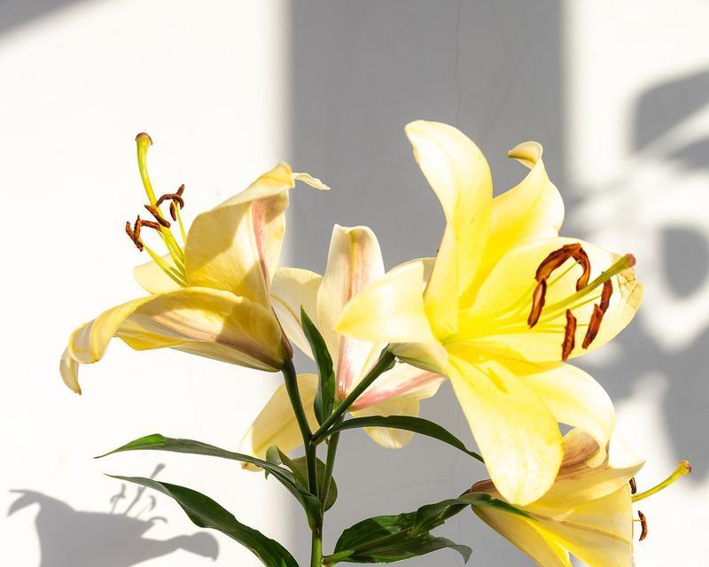黄色百合花杯子的寓意是什么？它象征着什么？