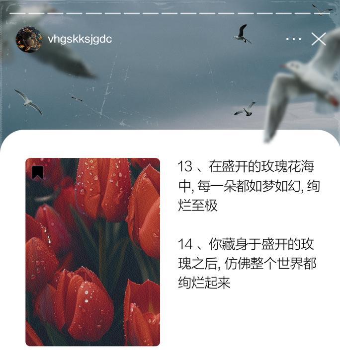 无论盛放还是含苞，玫瑰花代表什么意义？