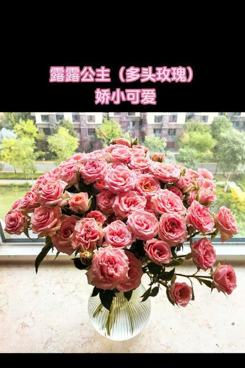 无论盛放还是含苞，玫瑰花代表什么意义？