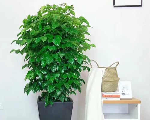 给男性朋友送什么植物好？哪些植物适合送给男性朋友？